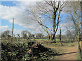 Woodland Clearance at Tringford Reservoir