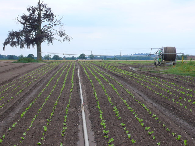Irrigation of lettuce field