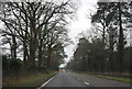 Tree lined carriageway, A31