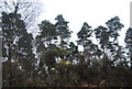 Gorse and conifers by the A31