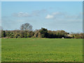 Field with footpath