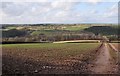 Mid Devon : Farm Track & Countryside