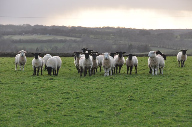 Mid Devon : Sheep Grazing © Lewis Clarke :: Geograph Britain and Ireland