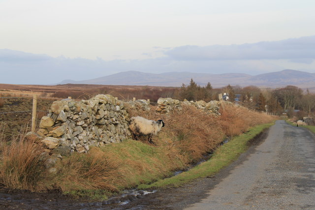 Sheep by Kilchoman Dyke