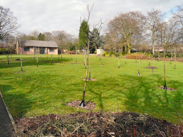 Hyde Park orchard