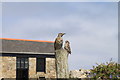 Wild Thrush and Sparrow at St Martin