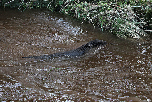 An otter in the River Irthing