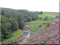 NY9841 : The valley of Stanhope Burn south of Hope House by Mike Quinn