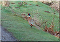 TQ7136 : Pheasant near Risebridge Farm by Julian P Guffogg