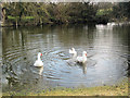 The Duck Pond at Wilstone Great Farm