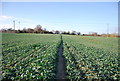 Footpath through a root crop