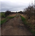 Footpath through The Carr