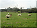 Sheep in field