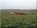 Tumulus on West Down