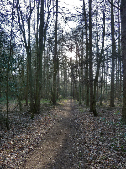 Footpath through Haresgarden Wood