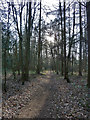 SP9208 : Footpath through Haresgarden Wood by Rob Farrow