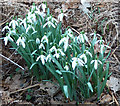 Clump of Snowdrops (Galanthus nivalis)