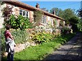 Cottage Flowers