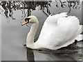 SD7908 : Mute Swan by David Dixon