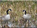 SD7908 : Canada Geese, Manchester, Bolton and Bury Canal by David Dixon
