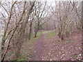 Footpath through coppiced woods near Withington