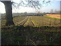 Crop field in Cobham