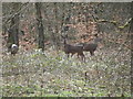 Deer in Elnup wood