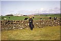 The fields at High Ardwell, May 1992