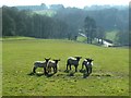 Spring lambs on Hoyland Hill