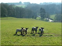 SE2609 : Spring lambs on Hoyland Hill by Graham Hogg