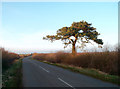 Tree and Empty Road