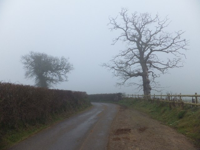 Trees in the mist by Lower Dunscombe Farm