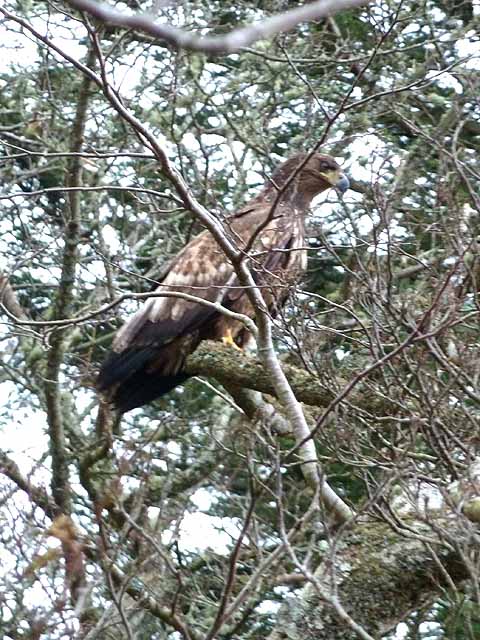 Golden Eagle in Auchalick Wood