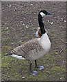 SJ5689 : A Canada goose by Ian Greig