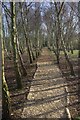 Winter Wood, Brocks Hill Country Park