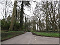 Woodland at the junction of the Corcreechy Road and Carnacally Road