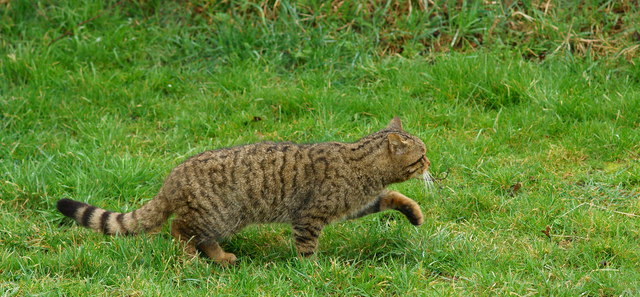 Best paw Forward © Peter Trimming :: Geograph Britain and Ireland