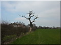 Dead tree in field at Woodford