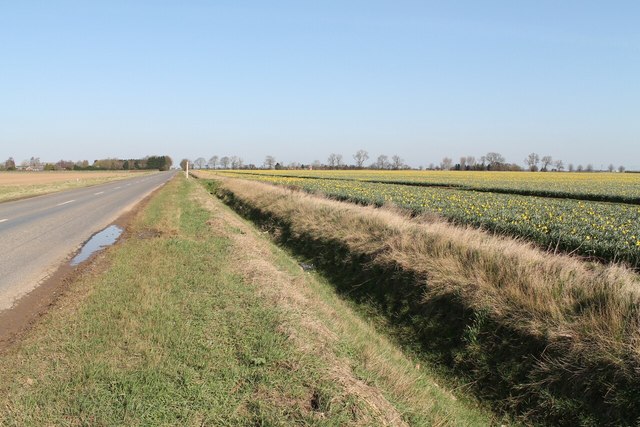 Common Road (B1537) and Daffodil Fields