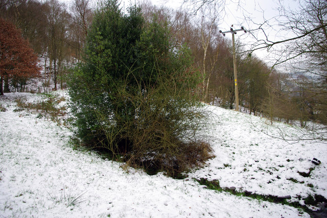A boggy area in Martin Wood, Mytholmroyd
