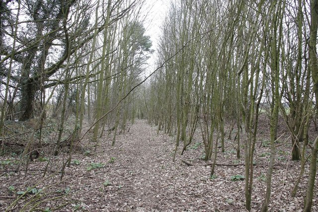 Path through the saplings © Bill Nicholls :: Geograph Britain and Ireland