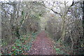 Bridleway through woodland