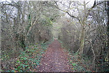 TQ2335 : Bridleway through woodland by N Chadwick