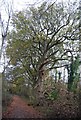 A fine tree by the bridleway