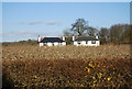 TQ7651 : A pair of Cottages by a maize field by N Chadwick