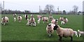 Sheep at West Farm