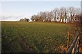 Field beside Pinkworthy Hill