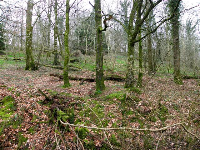 Mullaghmore Forest © Kenneth Allen :: Geograph Ireland