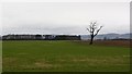 Big field, Blairdrummond Moss