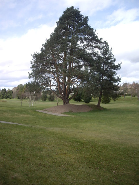 Pine trees on Banchory golf course
